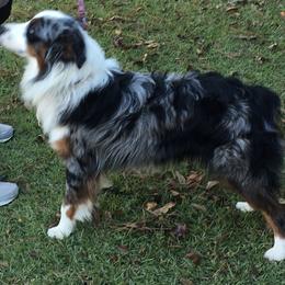 Australian Shepherds and Miniature Australian Shepherds from Ice Blue Aussies