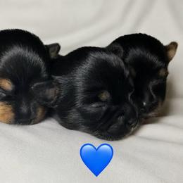 Male - Black and tan male Yorkshire Terrier puppy in Phil Campbell, Alabama from MagnoliaYorkies