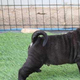 Chinese Shar-Pei from Princess Buttercup pups