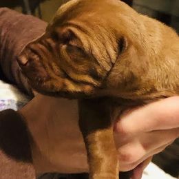Boy 1 - Golden rust male Vizsla puppy in Tracy, Minnesota from SkoglundFarm Vizslas