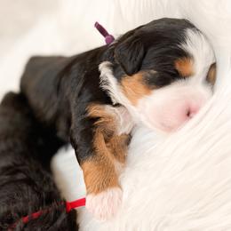 Bernedoodle, Goldendoodle, and Poodle Puppies from Teddy Doodles & Standard Poodles