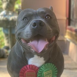 American Bullies and Poodles from Mosswood
