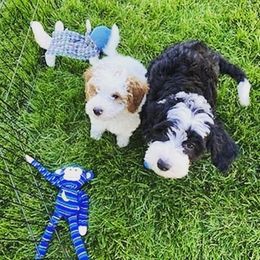 Bernedoodle Puppies from Star of the Sea Doodles