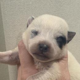 Dingo - Blue speckled male Australian Cattle Dog puppy in Rosharon, Texas from 4Surge Cattle Dogs