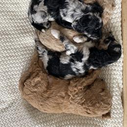 Bernedoodle, Goldendoodle, and Poodle Puppies from Central Valley Canine Companions