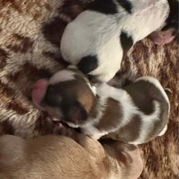Jasper - Tricolor male Shih Tzu puppy in Jacksonville, Florida from Michi Shih-Tzu