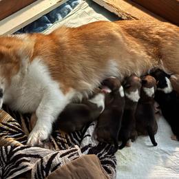 Boy 1 - Black and tan male Pembroke Welsh Corgi puppy in Mountain View, Hawaii from Celtic Corgis
