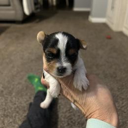 Parti boy 2 - Parti male Yorkshire Terrier puppy in Hot Springs, Arkansas from Weslynn Kennels