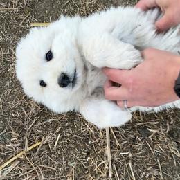 Snowball - White female Colorado Mountain Dog puppy in Colorado Springs, Colorado from Sharp Guardians and Goldens