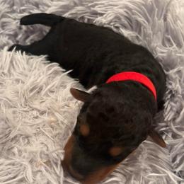 Milo - Black and tan male Airedale Terrier puppy in Huntersville, North Carolina from Cool Hand Luke Kennels