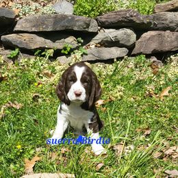 Sierra - English Springer Spaniel puppy in Franklinton, North Carolina from Wolfe Clan English Springer Spaniels