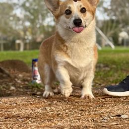 Zuzu - Pembroke Welsh Corgi