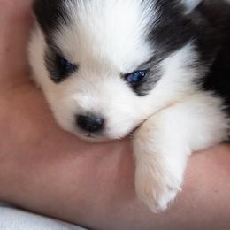 Lotus - Black and white male Pomsky puppy in Moultonborough, New Hampshire from Foxfire Arctic Spitz