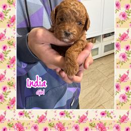 India - Red  female Poodle puppy in Cedar City, Utah from Baird Poodles and Doodles