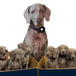 Weimaraners from Ashbrooke Weimaraners
