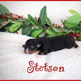 Stetson - Black tri male Miniature Australian Shepherd puppy in Madisonville, Texas from Flying LL Aussies