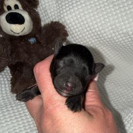 Black male - Black male Miniature Schnauzer puppy in Forest, Virginia from Prestige Kennel LLC