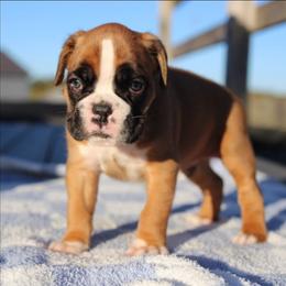 Weston - Fawn male Boxer puppy in Warsaw, New York from Hillview Kennels