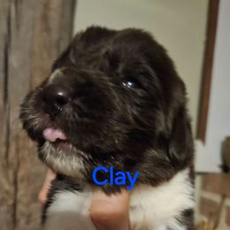 Clay - White and brown male Newfoundland puppy in Honey Grove, Pennsylvania from Heinrich Family Newfoundlands