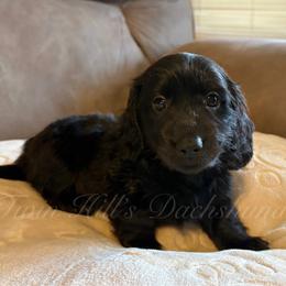 Void - Black male Dachshund puppy in Jonesboro, Illinois from Twin Hills Dachshunds