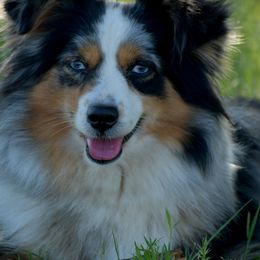 Sage - Toy Australian Shepherd