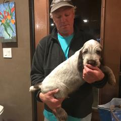 Spinone Italiano Puppies from Boe Dogs