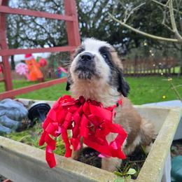 Male - White and brown male Saint Bernard puppy in Castle Rock, Washington from PNW Saint Berdoodles