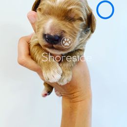 Boy 2 - Goldendoodle puppy in Morehead City, North Carolina from Shoreside Doodles