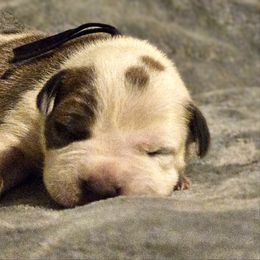 Purple - Blue fawn female American Bully puppy in Lexington, Kentucky from Deuce's Den