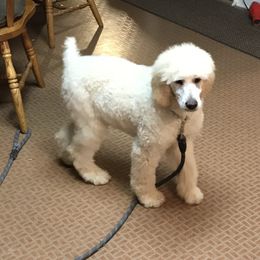 Poodle Puppies from PaintersPreciousPoodles
