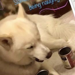 White Dude - Siberian Husky