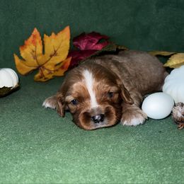 Bandit - Ruby male Cavalier King Charles Spaniel puppy in Avoca, New York from Palladino’s Cavaliers of Upstate NY