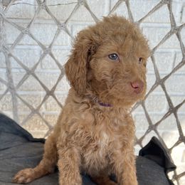 Goldendoodle Puppies from Moon Goldendoodles