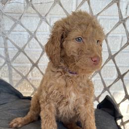 Goldendoodle Puppies from Moon Goldendoodles