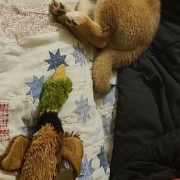 Shiba Inu Puppies from Fountains Courageous