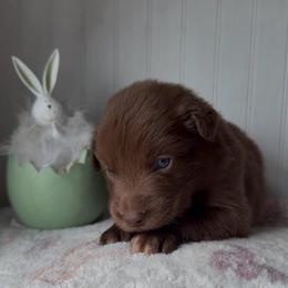 Caramel - Red male Australian Shepherd puppy in Windsor, New York from Double B Aussies