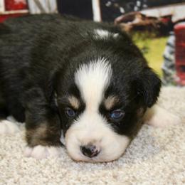 Black Tri Female - Black tri female Miniature Australian Shepherd puppy in Ronan, Montana from Dirt Road Aussie’s of Montana