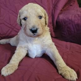 Girl 1 - Apricot female Goldendoodle puppy in Blountsville, Alabama from Southern Charm Goldendoodles