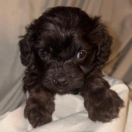 Juniperberry - Black female Cavapoo puppy in El Sobrante, California from Mckendra's Legacy