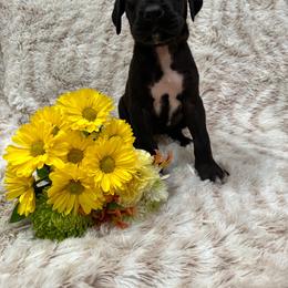 Great Dane Puppies from Catskills Greatest Danes