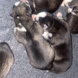 Siberian Husky Puppies from Christina Karcher's Siberian Huskies