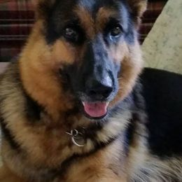 German Shepherds from Terri's German Shepherds