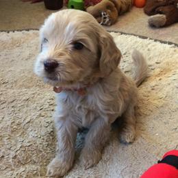 Australian Labradoodle Puppies from Red Rock Doodles