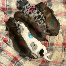 Boy 2 - Piebald male Dachshund puppy in Mobile, Alabama from Lady and the Tramp Dachshunds