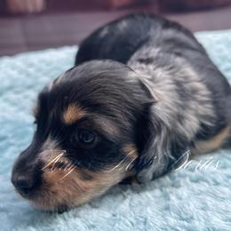 Scarlett - Dapple female Dachshund puppy in Jena, Louisiana from Amy’s Mini Doxies
