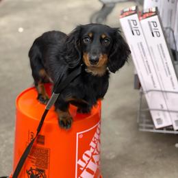 Jetty - Dachshund