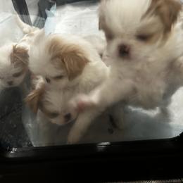 Japanese Chin Puppies from CindyLynnsChins