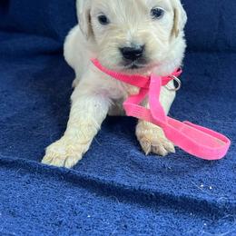 Female - Light golden female Golden Retriever puppy in Tacoma, Washington from Canyon Meadows Farm