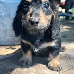 Bear Claw - Black and tan male Dachshund puppy in Payette, Idaho from NT Mini Doxies