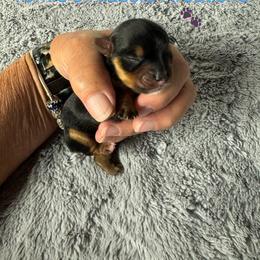 Pyper - Black and tan female Yorkshire Terrier puppy in Dierks, Arkansas from Yorkie’s Klassie Kreations